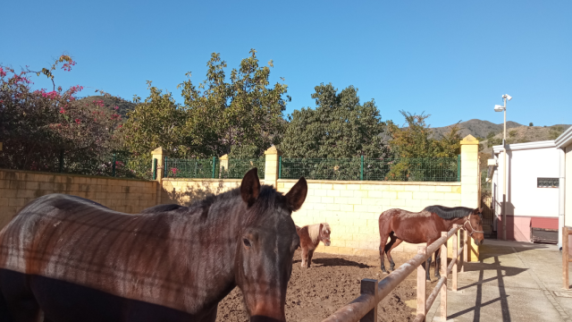 Una de las zonas del Centro de Protección Animal de Málaga.