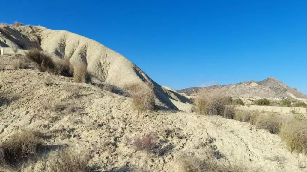 Albardines secos por la falta lluvias en Mahoya, Abanilla.