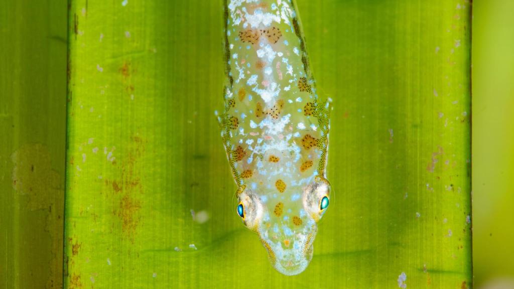 El 'Opeatogenis gracili' o pez posidonia.