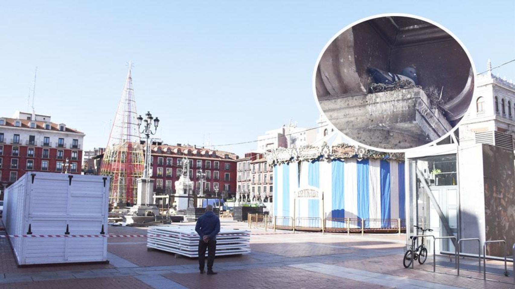 La Plaza Mayor y una paloma