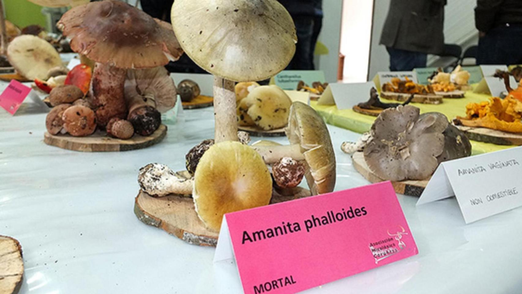 Exposición Seta Amanita