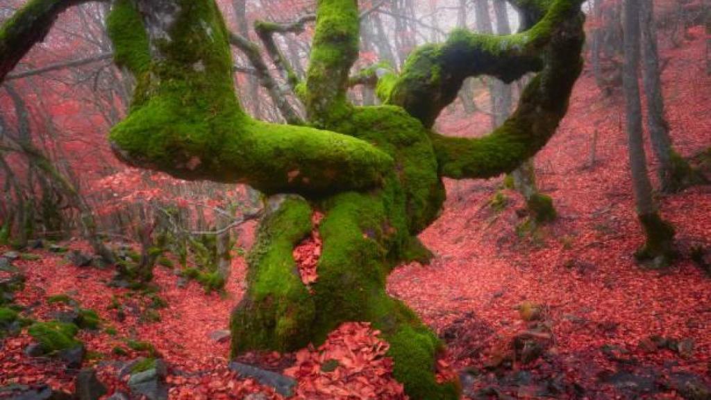 Uno de los bosques más llamativos de Riaza, en la sierra de Ayllón.