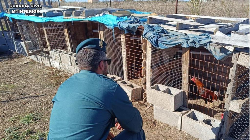 Un agente de la Guardia Civil observa a gallos descrestados en Cuéllar