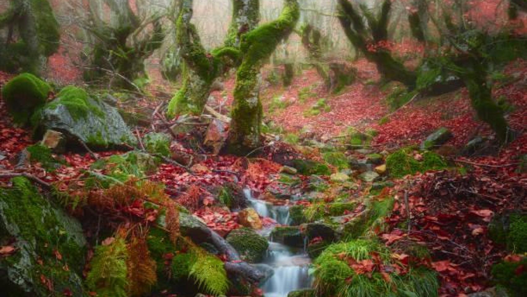 Uno de los bosques más bonitos de Riaza.