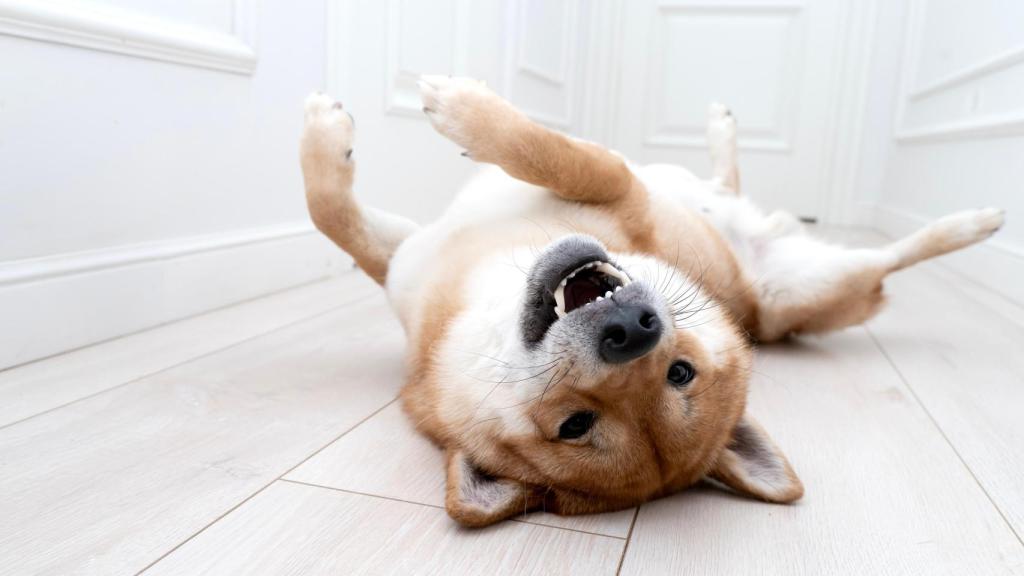 Perro Shiba Inu