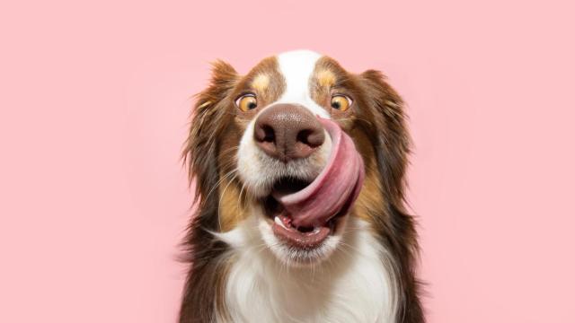 Un cachorro de pastor australiano divertido