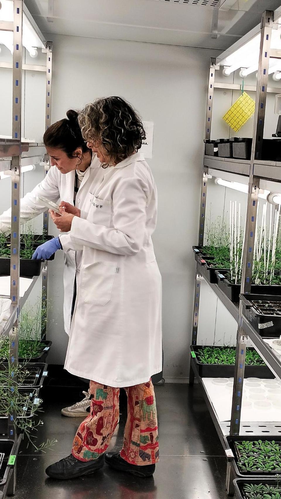 Trabajando con plantas modelo en el Instituto de Bioquímica Vegetal y Fotosíntesis de Sevilla