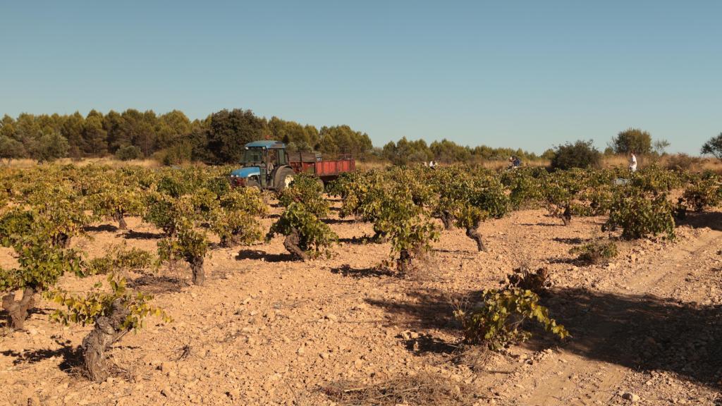 Los viñedos de la Bodega Andrés Morate.