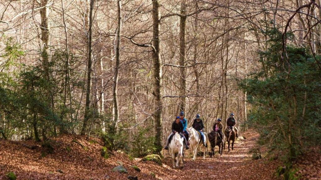 Paseo en caballo por el bosque.