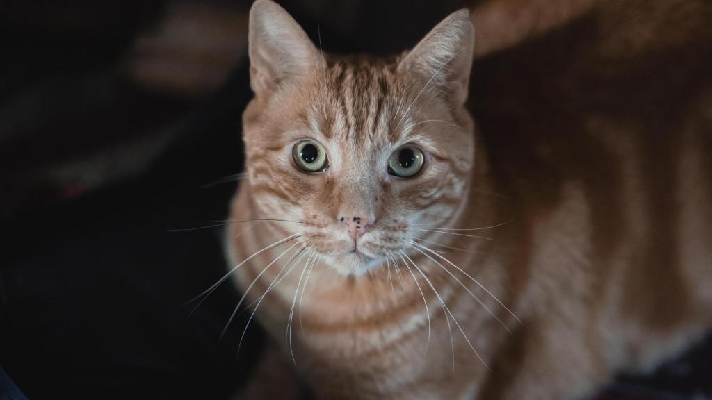 Michi, el gato de Pombo, se ha portado de maravilla durante las dos horas de entrevista.