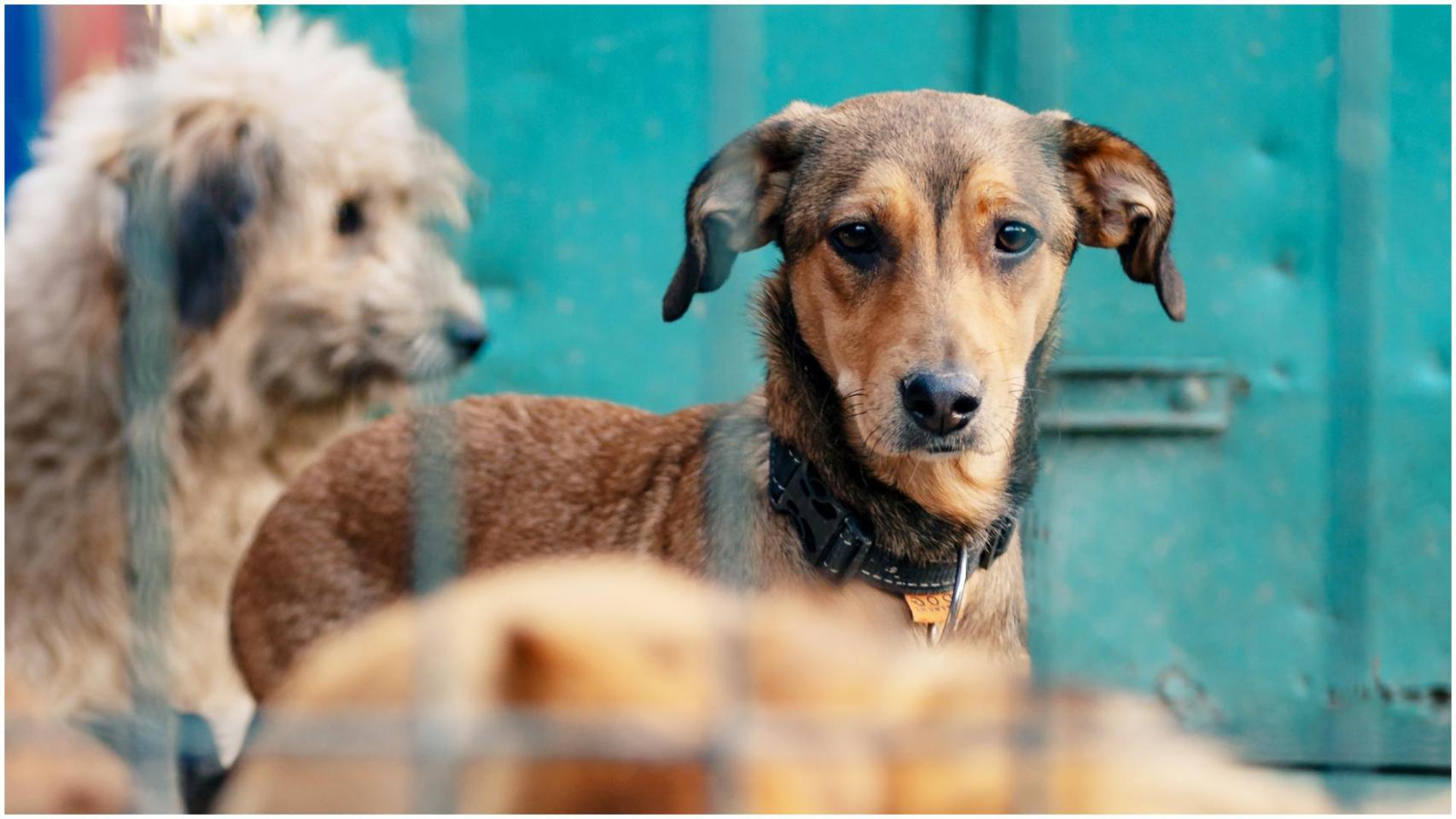 Imagen de archivo de unos perros en una protectora