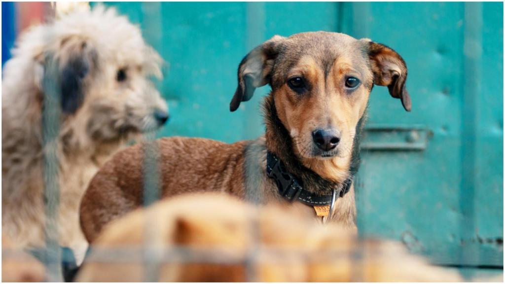 Imagen de archivo de unos perros en una protectora.