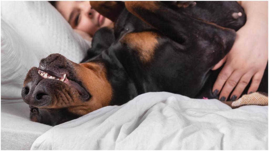 La decisión de tener un perro debe ser meditada.