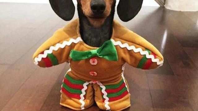 Un perro con un disfraz de Navidad.