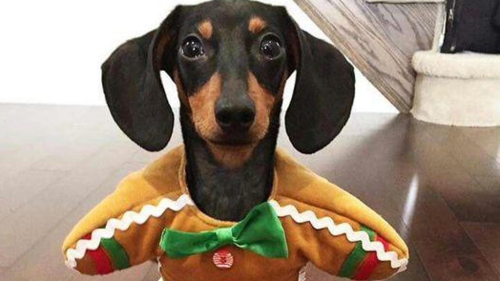 Un perro con un disfraz de Navidad.