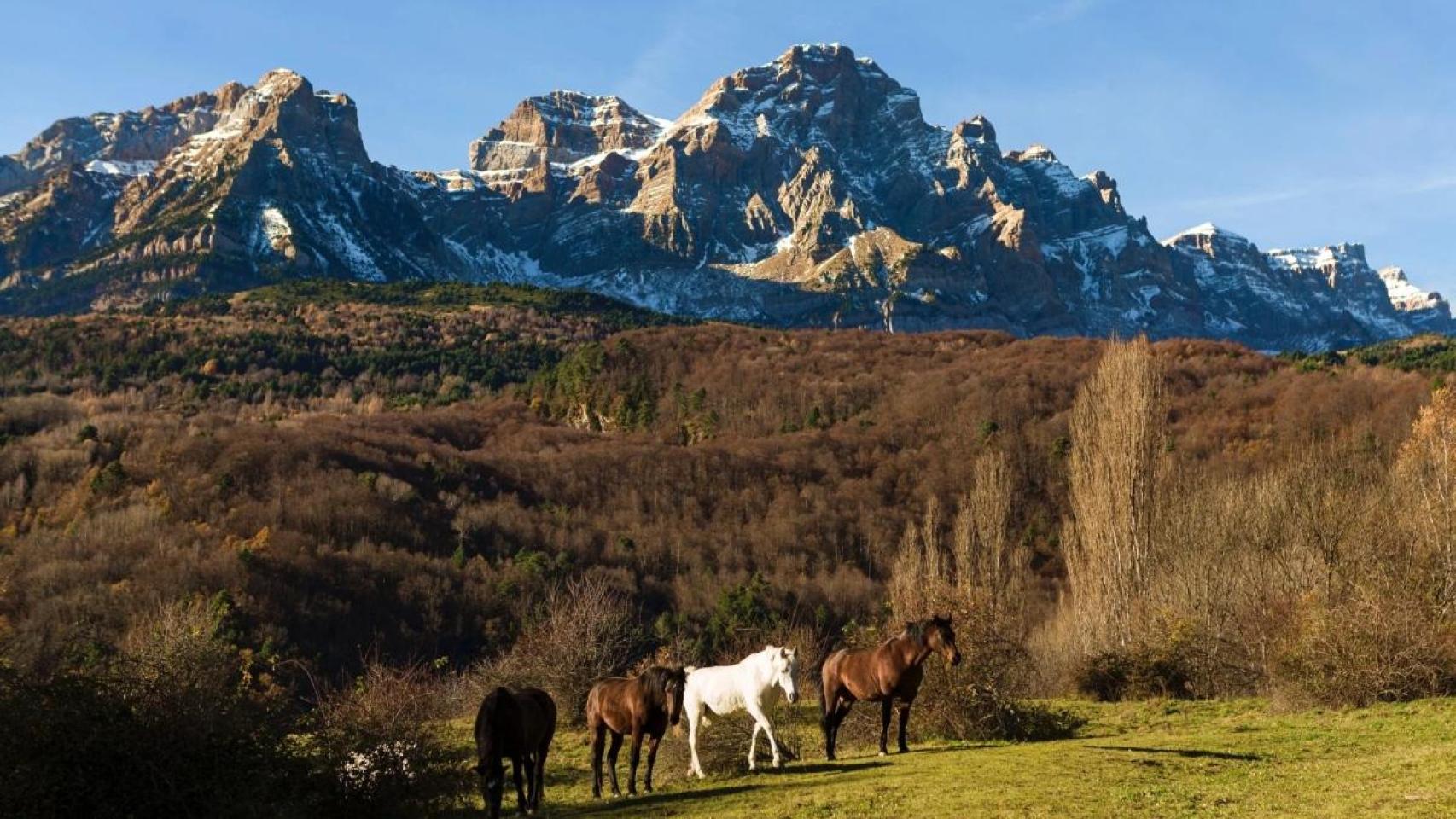 Bosque del Betato.