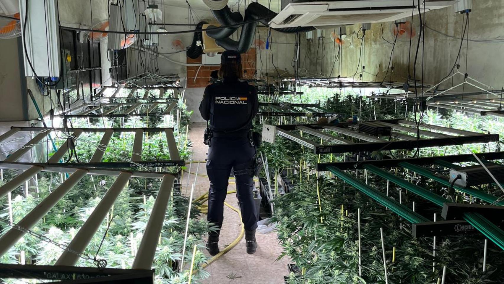 Plantación de marihuana descubierta en Sonseca.