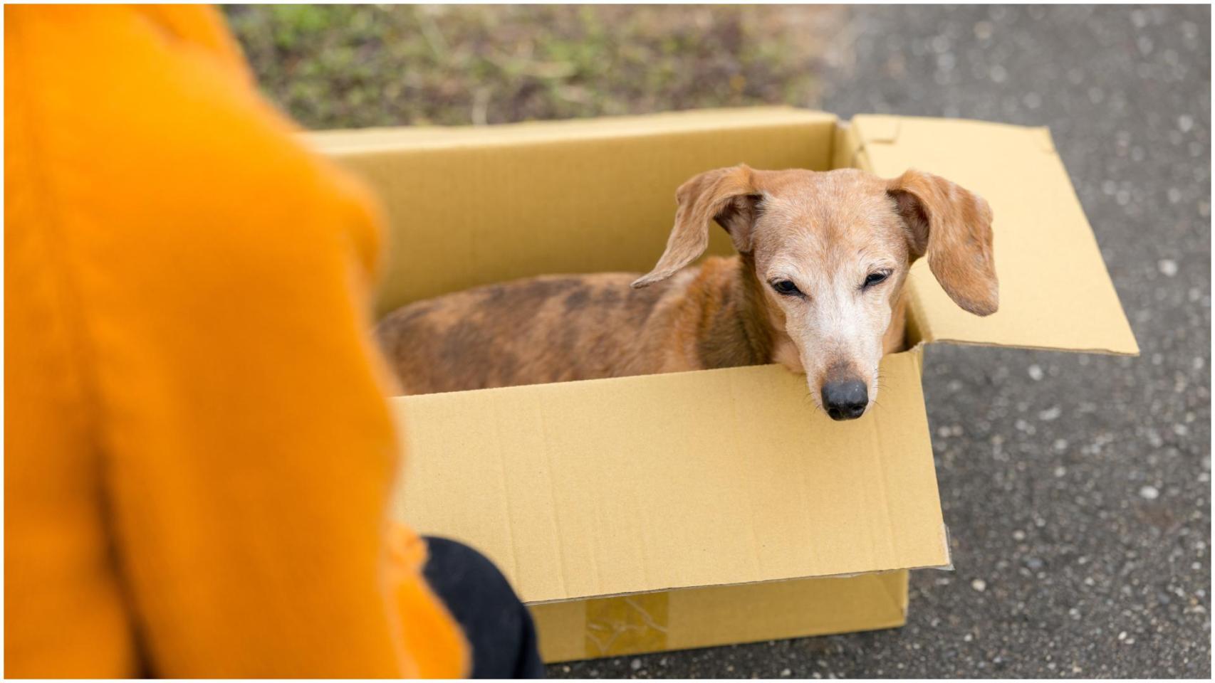 Protectoras y refugios desaconsejan regalar animales