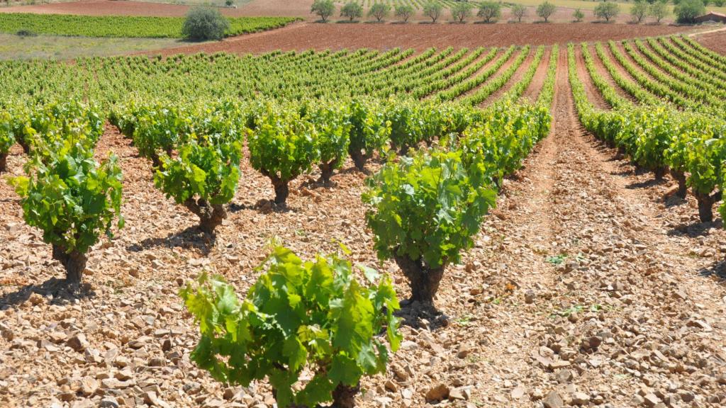 Todo el trabajo de la Denominación de Origen se unifica bajo el lema “El Vino que Nace de las Piedras”