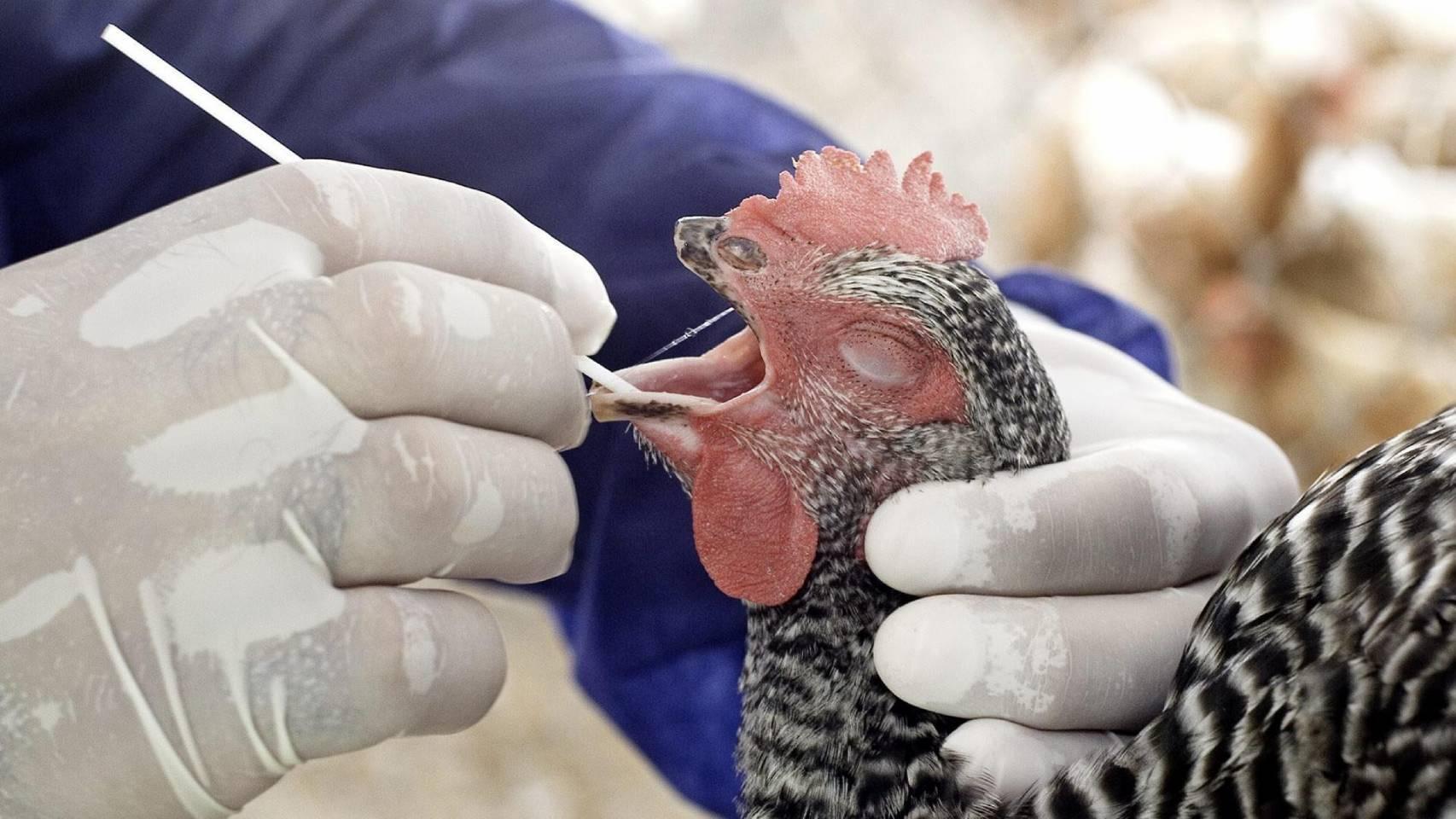 Are we ready for a pandemic caused by avian flu? “We are not starting from scratch, but this is a complex virus.”