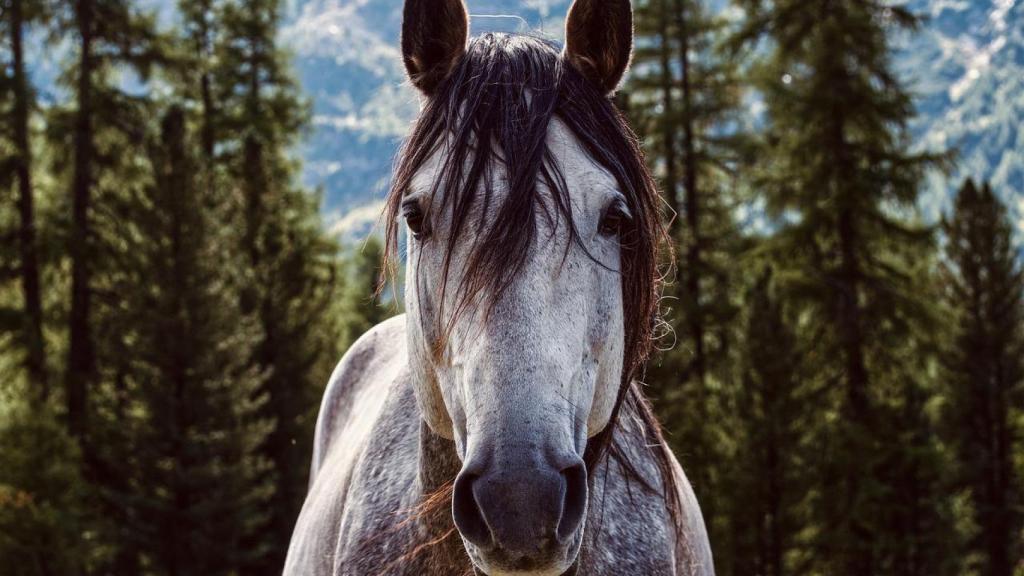 Imagen de un caballo mirando a cámara.