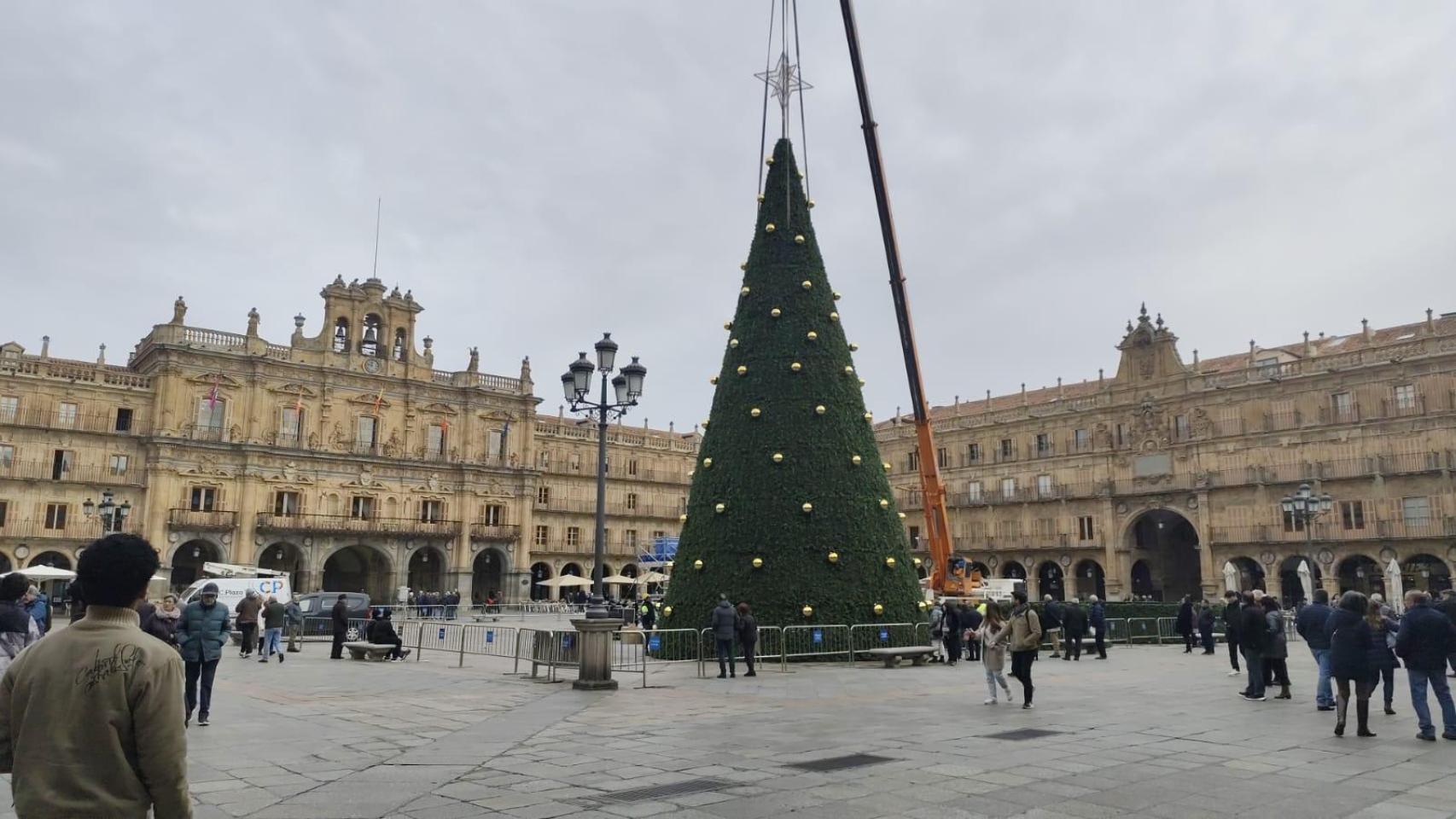 Montaje del árbol de Navidad en la plaza Mayor de Salamanca