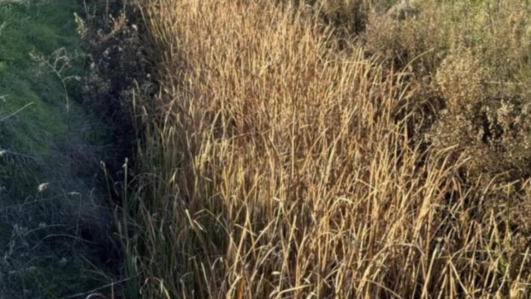 Los cañizos invaden todo el cauce del arroyo Puchereros a su paso por Magán.