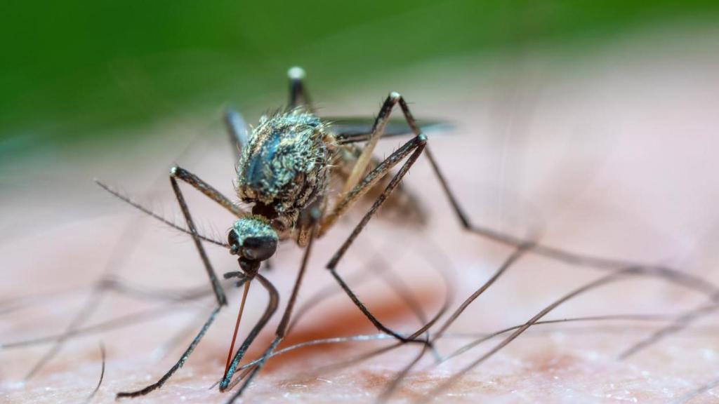 Los mosquitos son los transmisores más comunes de las enfermedades tropicales.