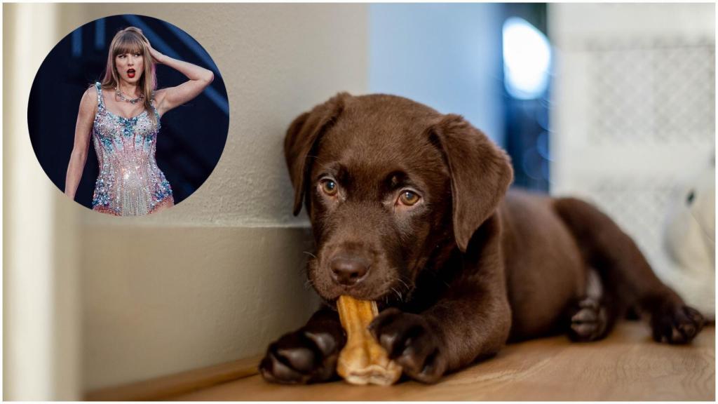 Collage de un perro con Taylor Swift.