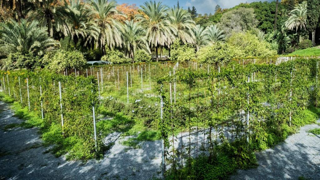 Laberinto vegetal del Botánico.