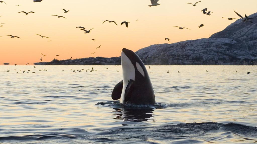 Una joven orca sale a respirar en medio del amanecer.