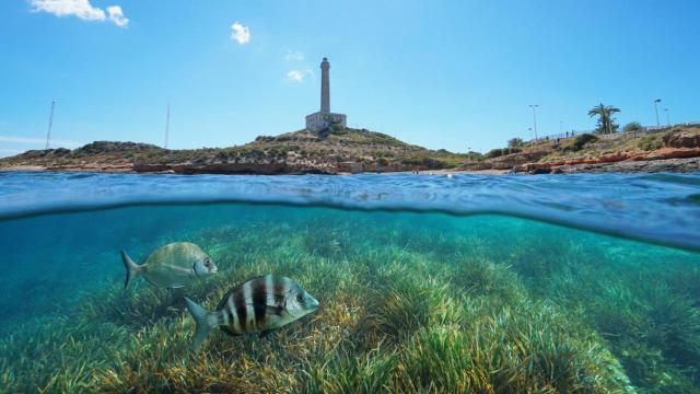 La posidonia en el fondo marino forma un ecosistema muy rico