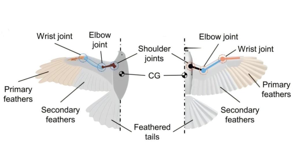 Esquema del dron LisRaptor