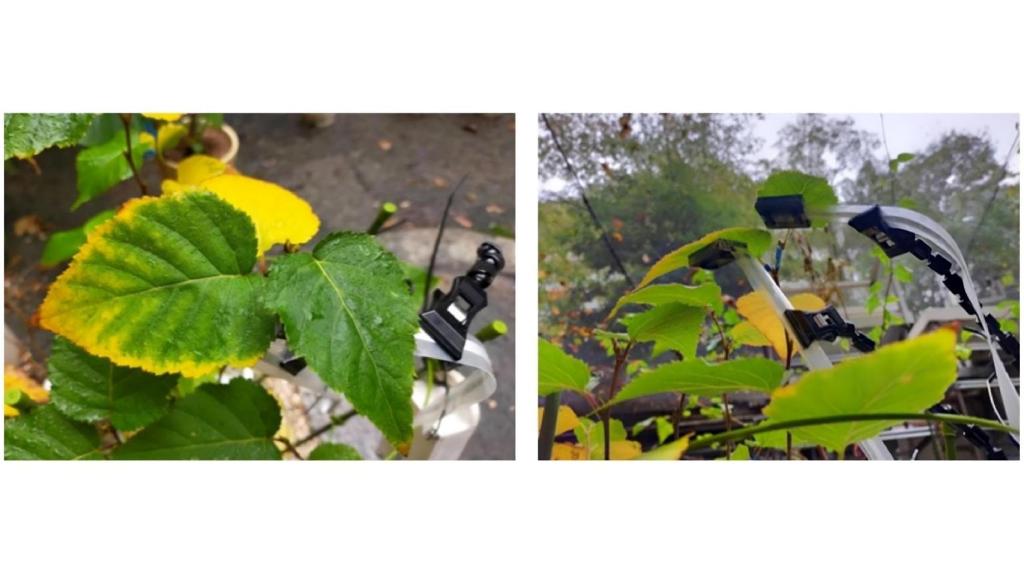 Los sensores instalados en el envés de las hojas de una planta