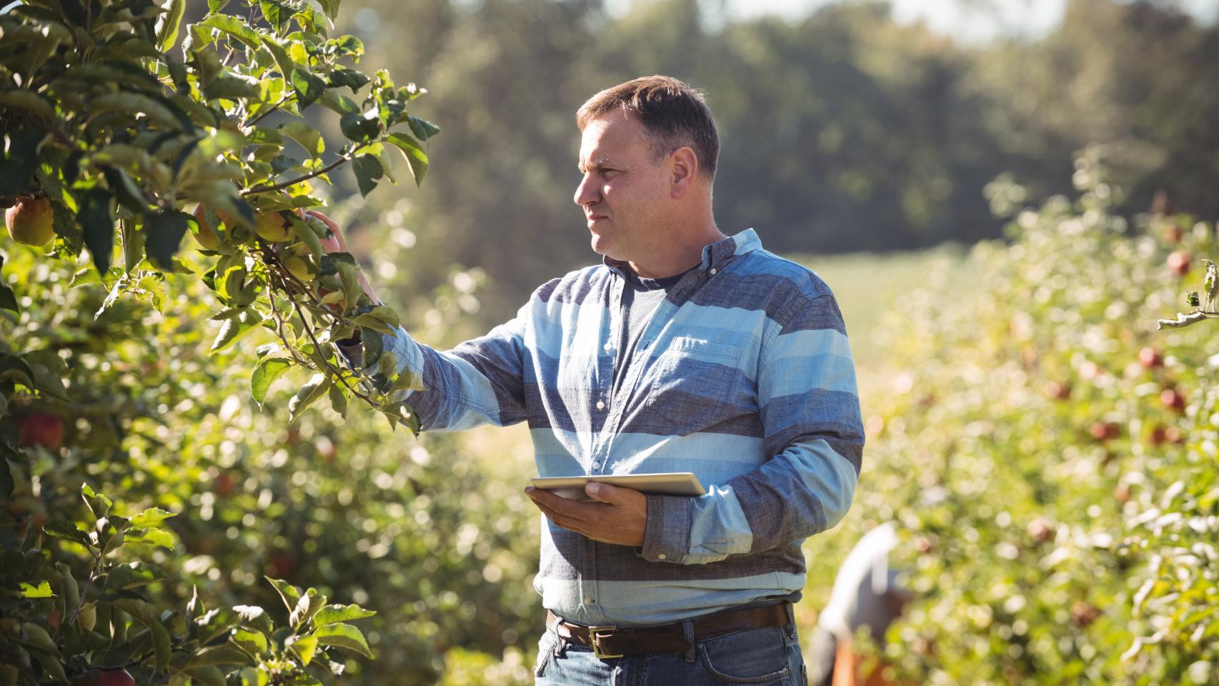 Imagen de archivo de un agricultor revisando sus cultivos