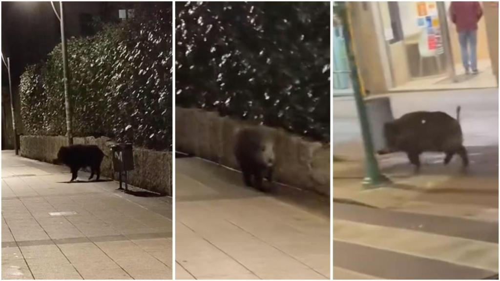 Un jabalí se pasea de noche por el centro de Santiago.