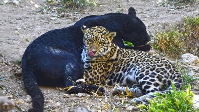 Los ejemplares de Jaguar de Terra Natura.