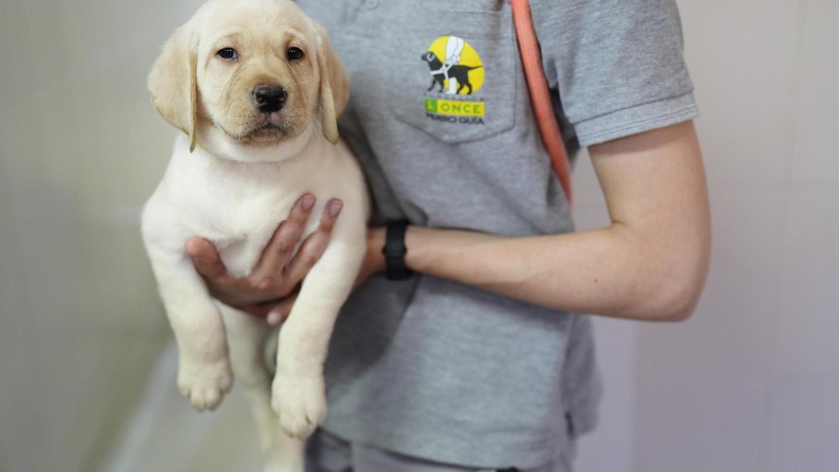 Uno de los cachorros de la Fundación ONCE del Perro Guía.