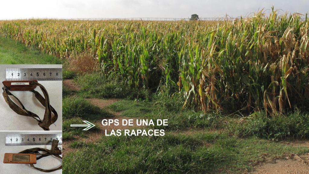 Lugar donde encontraron las aves muertas. Foto: Guardia Civil.