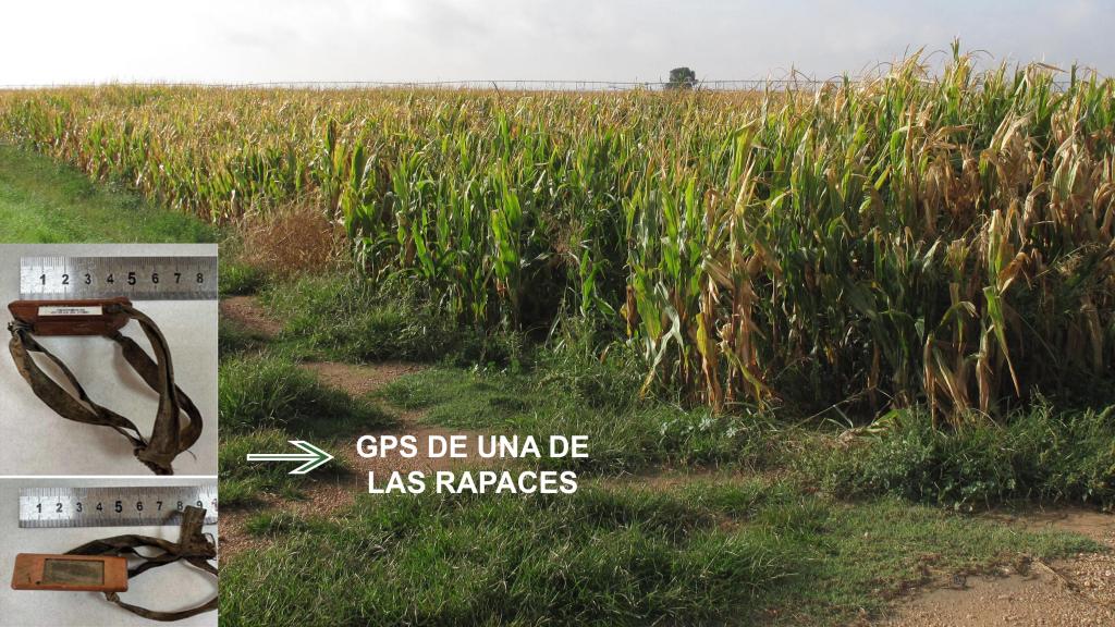 Lugar donde encontraron las aves muertas. Foto: Guardia Civil.