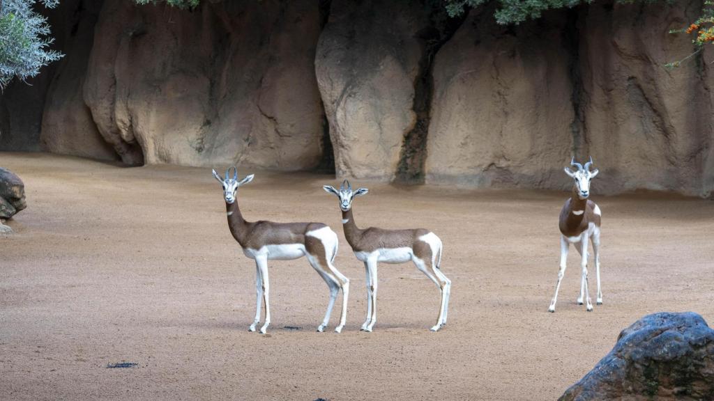 3 gacelas Mhorr en la sabana africana de BIOPARC Valencia. Bioparc