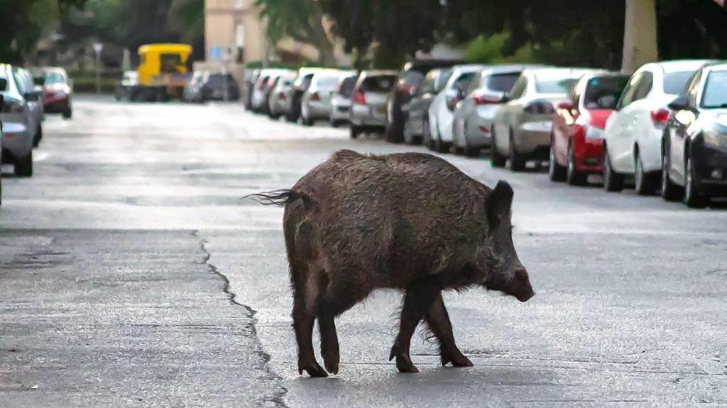 Un jabalí en una zona urbana.