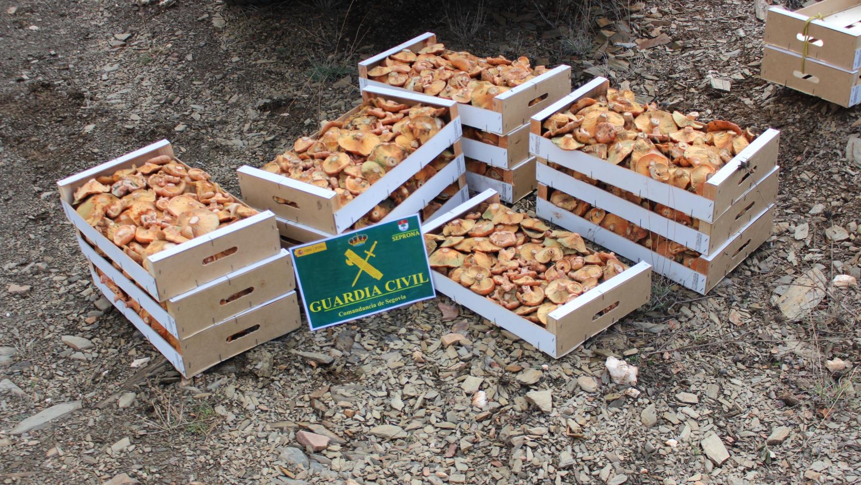 Algunos de los níscalos incautados