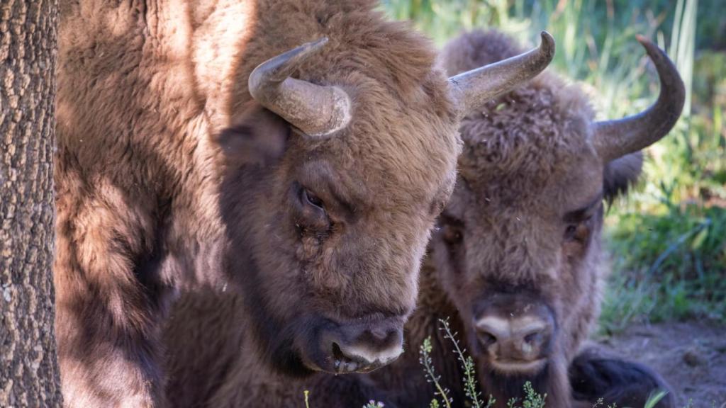 Dos de los bisontes europeos traídos desde Polonia a la Sierra de Andújar (Jaén).