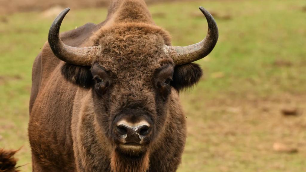 Bisonte europeo en la finca de El Encinarejo, en la Sierra de Andújar.