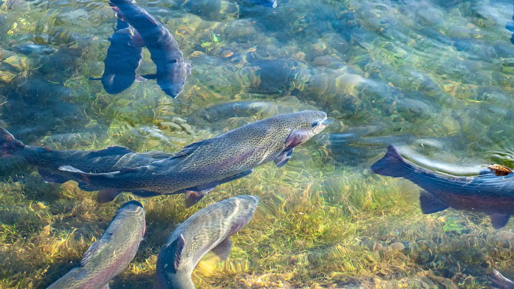 Una foto de archivo de varios peces criados con técnicas de acuicultura.