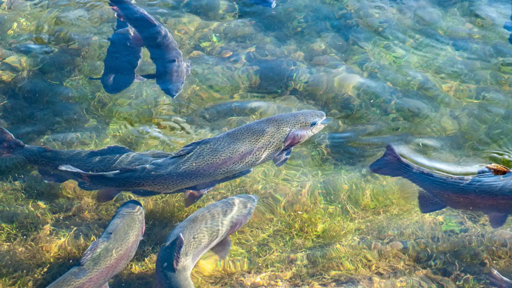 Una foto de archivo de varios peces criados con técnicas de acuicultura.