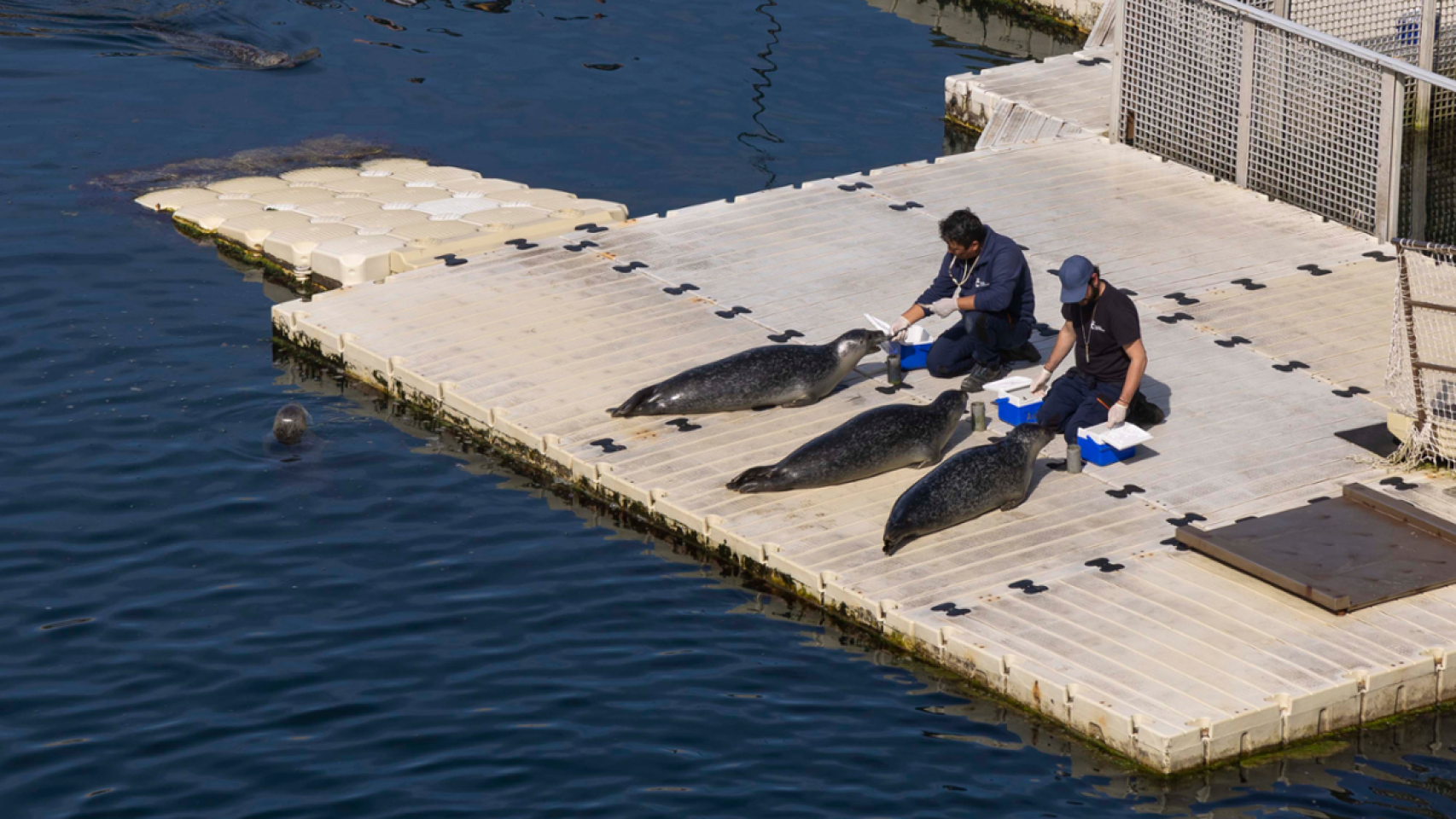 Focas del Aquarium Finisterre