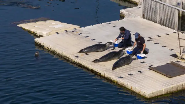 Focas del Aquarium Finisterre