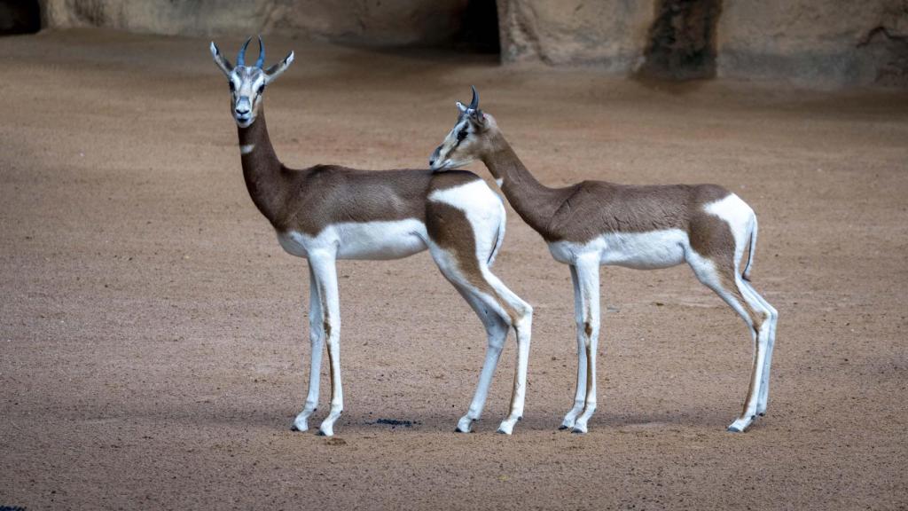 Gacelas Mohrr en Bioparc Valencia. Bioparc